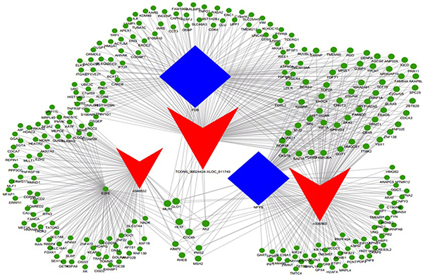 LncRNA-TF-mRNA core network consisting of the top 500 pairs of lncRNA, TF, and mRNA with the most relevance.