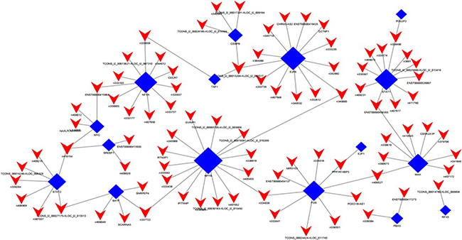 LncRNA-TF core network consisting of the top 100 pairs of lncRNA and TF with the most credentiality.