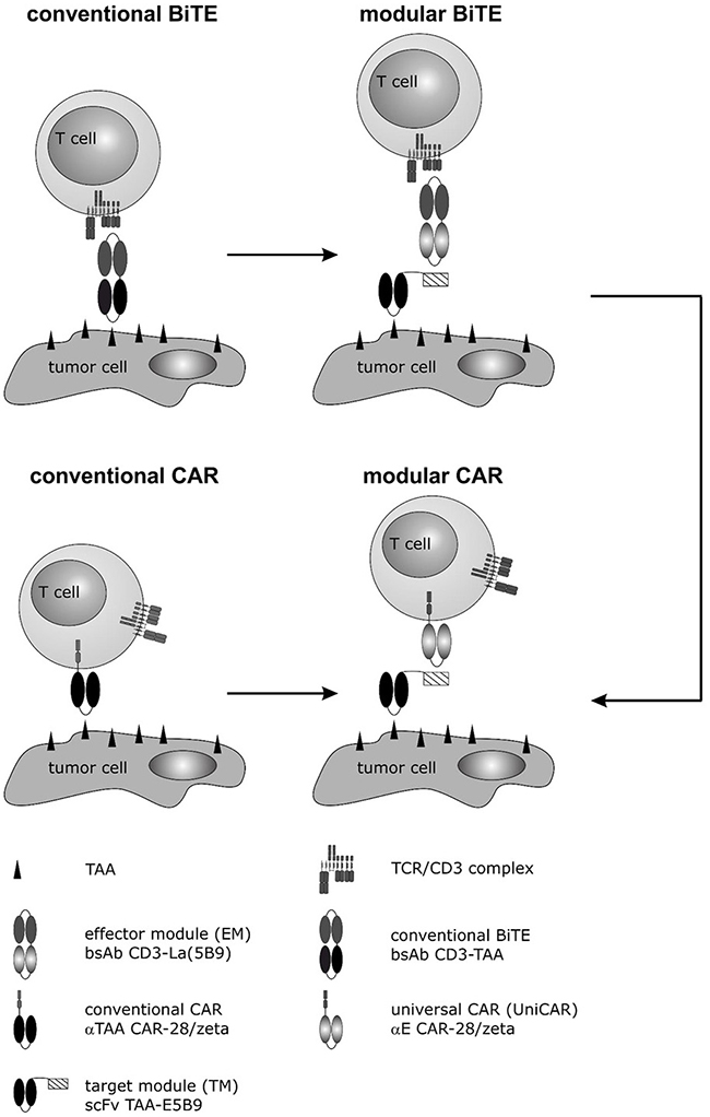 Development of a modular CAR against PSCA and PSMA for treatment of PCa cells.