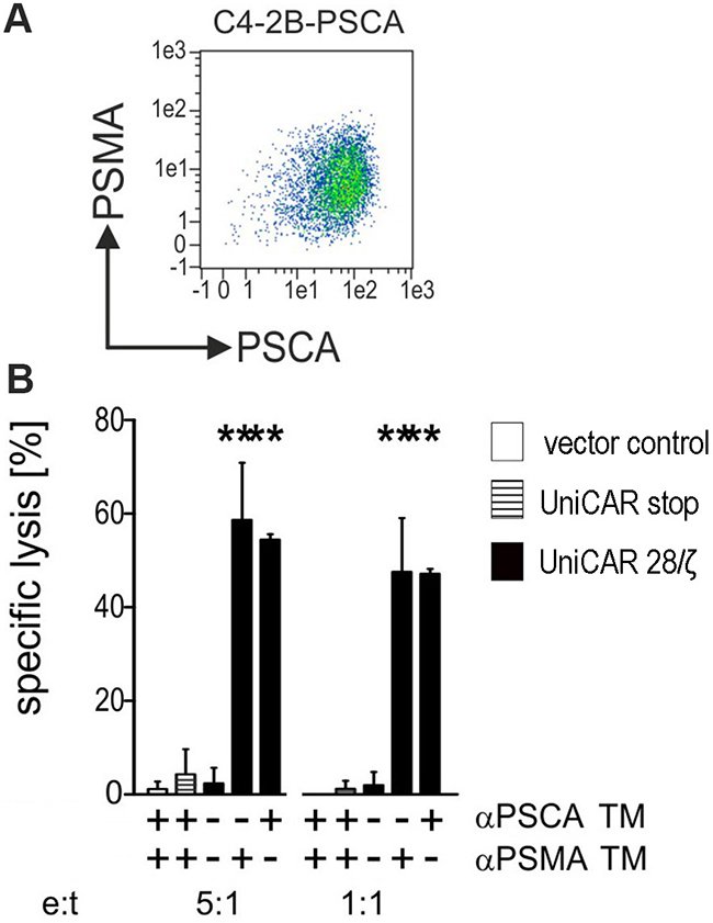 Retargeting of UniCAR T cells against tumor cells which naturally express PSMA and artificially overexpress PSCA.