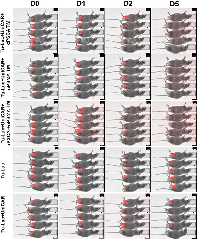 Retargeting of PSCA and PSMA positive tumor cells in experimental mice.