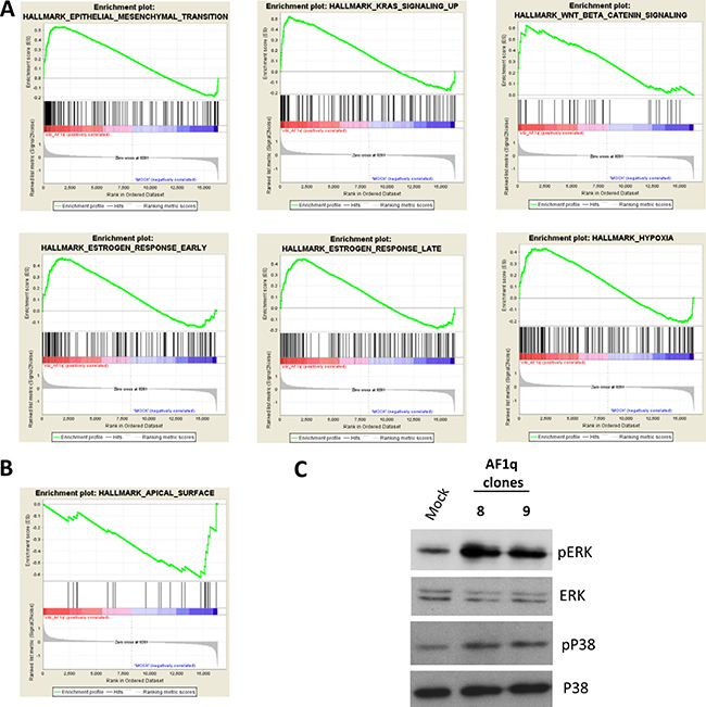 Molecular pathways involved in AF1q activity.