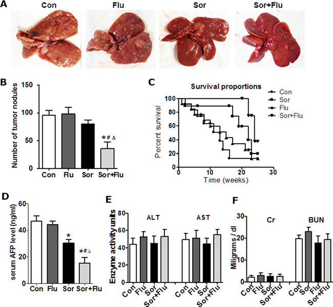 Sorafenib and fluvastatin reduced the progression of DEN-induced HCC.