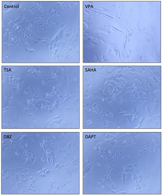 The effects of the tested compounds on cell morphological change in HTB-52 cells.
