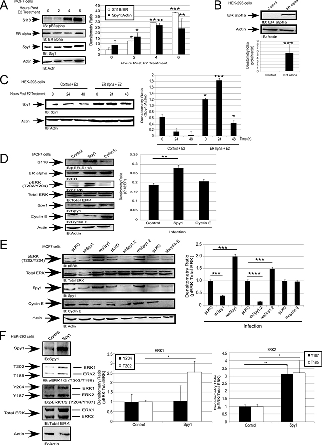 Spy1 is upregulated downstream of the estrogen receptor.