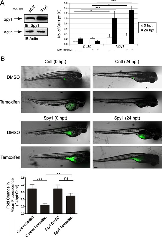 Spy1 levels affect tamoxifen response in vivo.