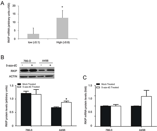 Regulation of RKIP transcription contributes to decease of RKIP in ccRCC.