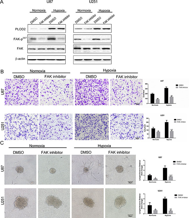 Treatment with FAK inhibitor attenuates U87 and U251 cell migration and invasion.