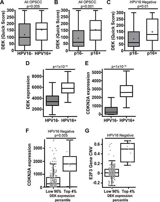 DEK expression correlates with p16+ status in both HPV+ and HPV&#x2013; OPSCC.