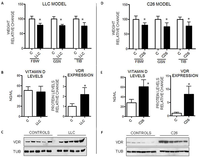 VitD levels and VDR expression in mice bearing the LLC or the C26 tumor.