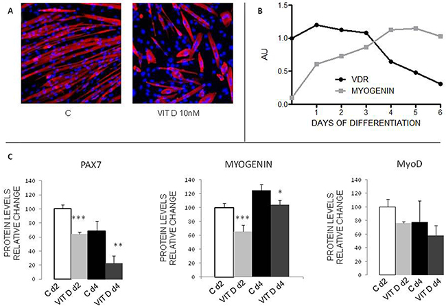 Effects of VitD on C2C12 myoblast differentiation.