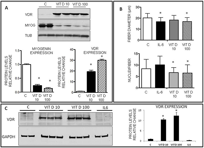 Effects of VitD on VDR and myogenin expression on C2C12 differentiating myoblasts and on myotubes.