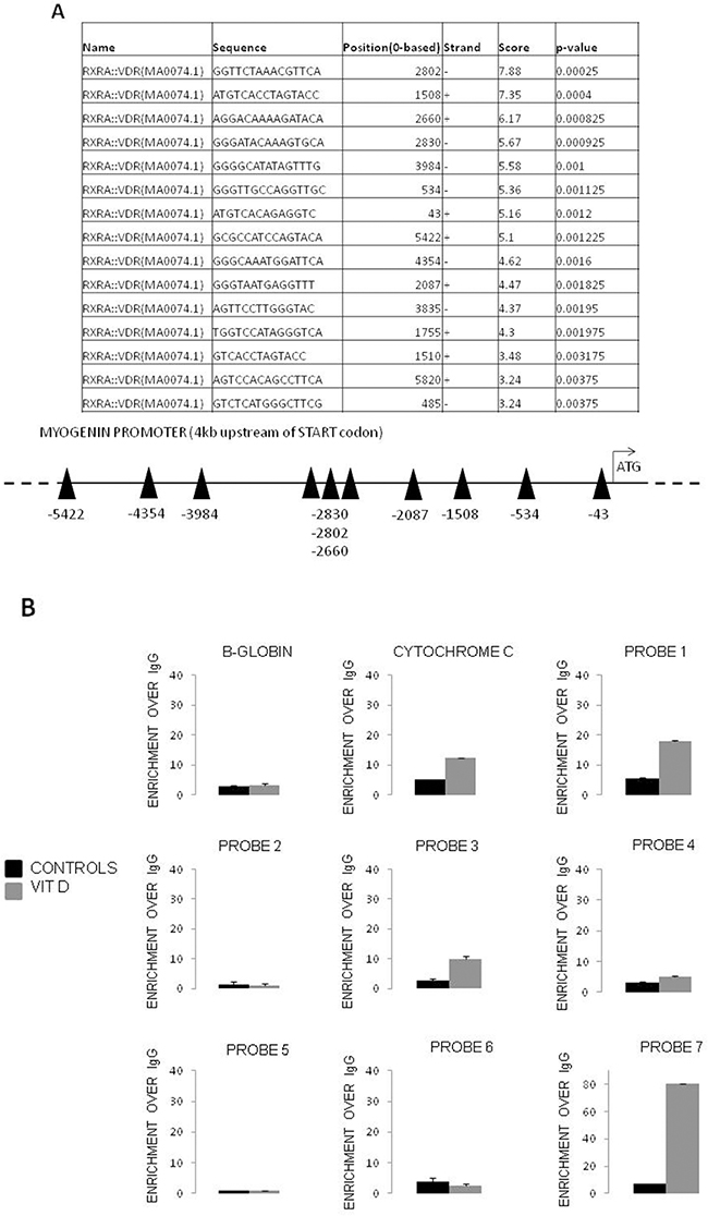 VDR is recruited at regulatory regions of the myogenin gene after VitD exposition.