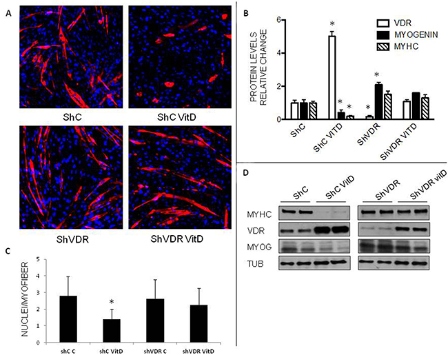 Effects of VitD treatment on VDR-silenced C2C12 cells.