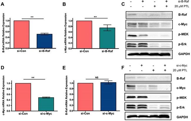 Effect of parthenolide on MAPK/Erk pathway signaling and c-Myc expression.