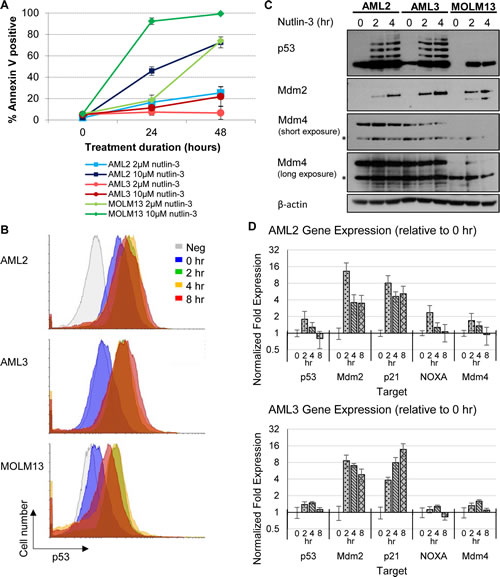 Differential p53 and apoptotic response of AML cell lines towards nutlin-3, with AML2 cells having high basal p53 levels.