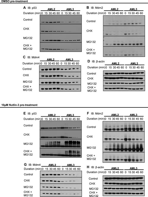 Excessive Mdm4 correlates to increased p53 stability in AML2.