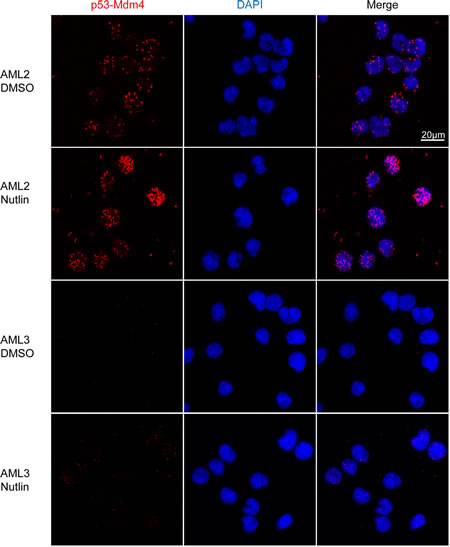 p53 in AML2 binds to Mdm4, with or without nutlin-3 treatment.