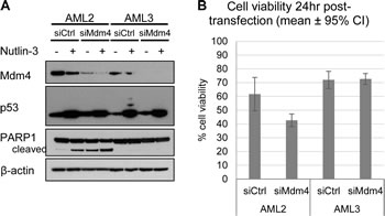 Knockdown of Mdm4 induced cell death in AML2, but not in AML3.