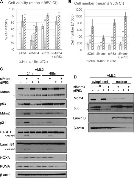 Knockdown of p53 rescues Mdm4 depletion-induced cell death in AML2.