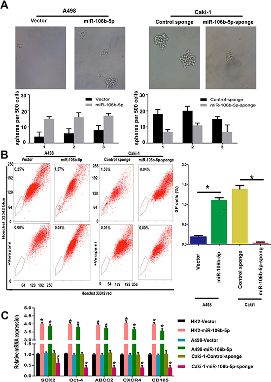 miR-106b-5p promotes stem cell-like properties in ccRCC cells in vitro.