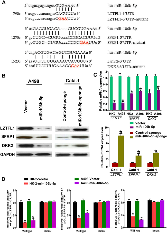 miR-106b-5p directly targets multiple negative regulators of the Wnt pathway.