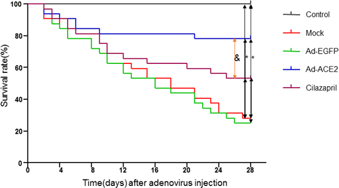 Kaplan-Meier survival curves of five groups of rats after adenovirus injection.