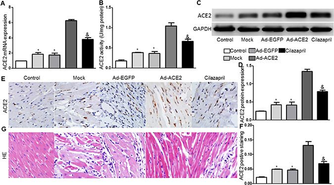ACE2 expression and activity in 5 groups of rats after gene transfer.