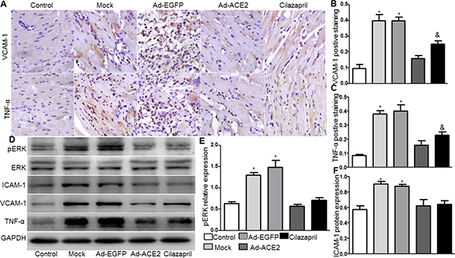 VCAM-1, TNF-&#x03B1;, ICAM-1 and ERK protein expression in five groups of rats 4 weeks after gene transfer.