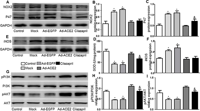 NOX2, P47, iNOS, PI3K, and AKT protein expression and SOD activity in five groups of rats 4 weeks after gene transfer.