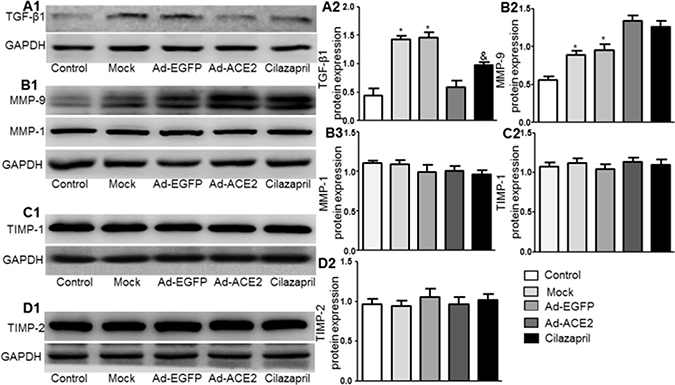 TGF-&#x03B2;1, MMP-9, MMP-1, TIMP-1 and TIMP-2 protein expression in five groups of rats 4 weeks after gene transfer.