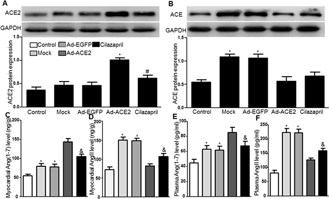 ACE2, ACE protein expression and the levels of AngII and Ang (1&#x2013;7) in five groups of rats 4 weeks after gene transfer.