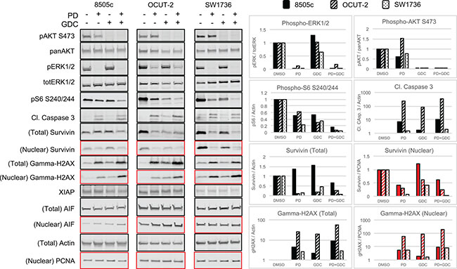 The combination PD-325901/GDC-0941 inhibits MAPK and Pi3&#x2032;-kinase pathways and leads to caspase dependent cell death enhanced by Survivin downregulation.