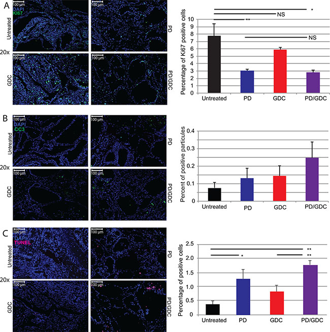 Drug treatments induce a decrease in proliferation and increased cell death.