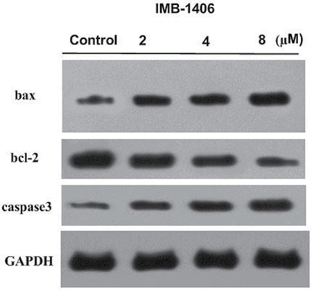 Effects of IMB-1406 on the levels of Bax, Bcl-2 and caspase-3.