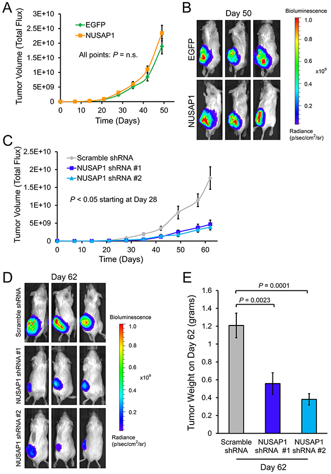 Effects of NUSAP1 overexpression or underexpression on tumor volume as measured by bioluminescence.
