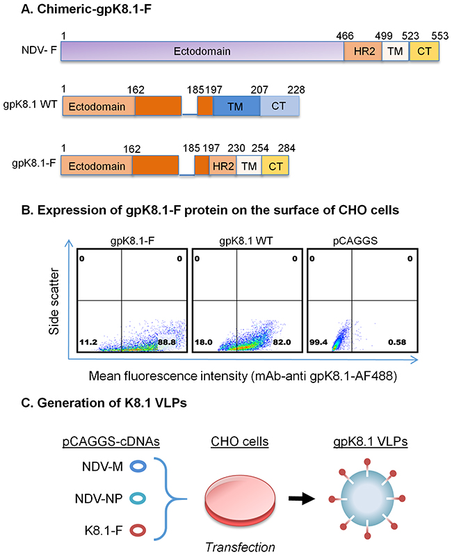 Schematic representation of the construction of chimeric KSHV gpK8.1-F and production of gpK8.1 VLPs.