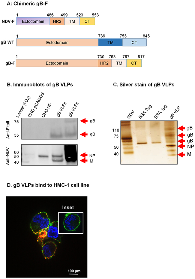 Construction of KSHV gB-F and characterization of KSHV gB VLPs.