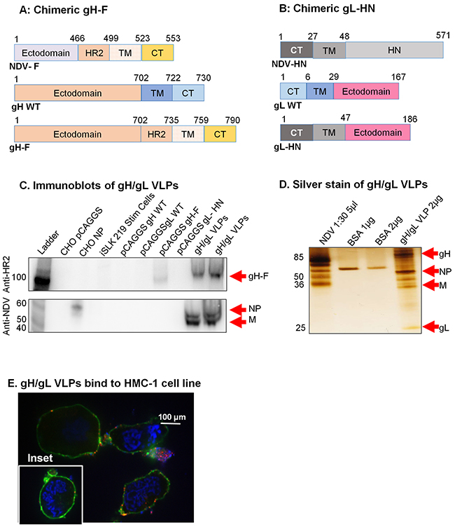 Construction of KSHV gH-F/gL-HN and characterization of KSHV gH/gL VLPs.