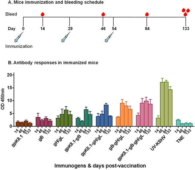 Immunization and generation of specific anti-KSHV IgG antibody responses in BALB/c mice.