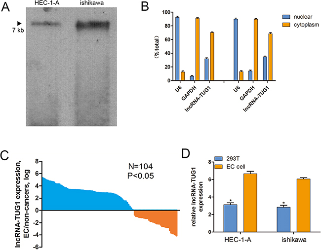 Cellular and molecular characterization of lncRNA-TUG1.