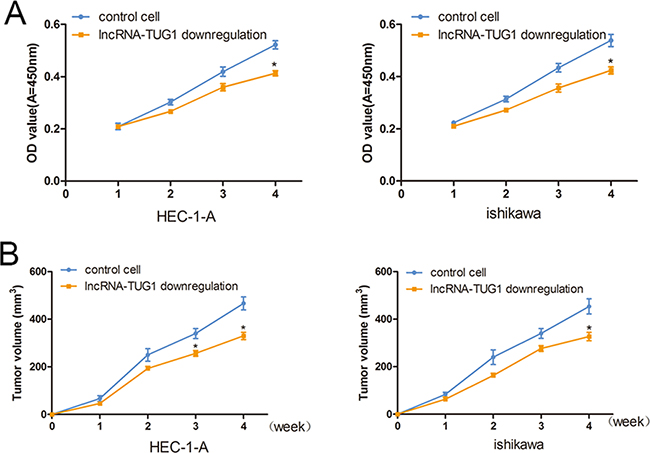 lncRNA-TUG1 mediated cell proliferation in EC cells.