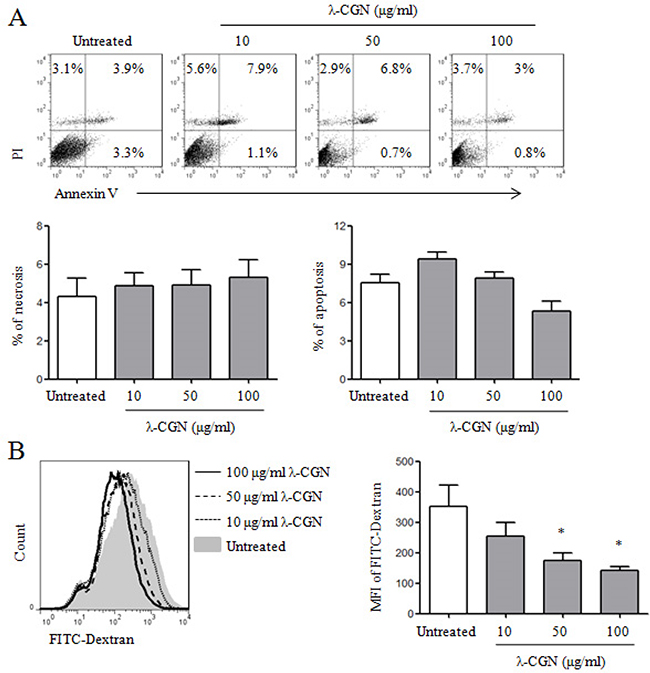 The effect of &#x03BB;-CGN on DC viability and endocytosis.