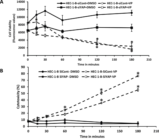 Mechanism of action of VP is independent of YAP in EMCA cells.