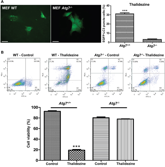 Thalidezine induces autophagic cell death in Atg7-dependent manner.