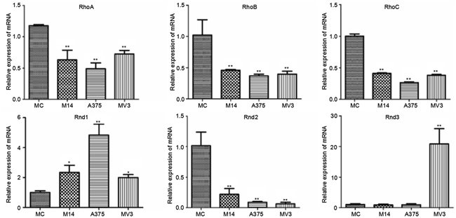 Differences in Rho subtribe and Rnd subtribe transcription among 4 types of cells.