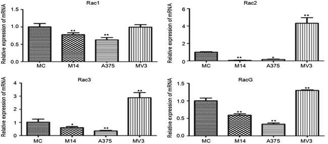 Differences in Rac subtribe transcription among 4 types of cells.