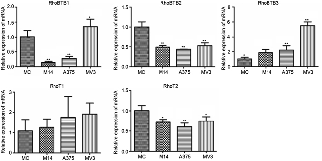 Differences in Rho BTB subtribe and Miro subtribe transcription among 4 types of cells.