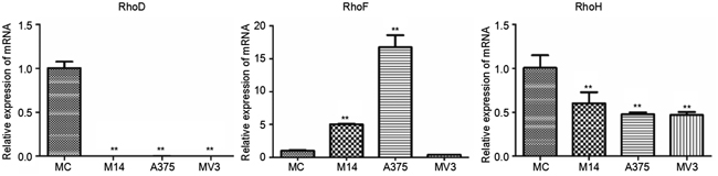 Differences in RhoD, RhoF and RhoH transcriptions among 4 types of cells.