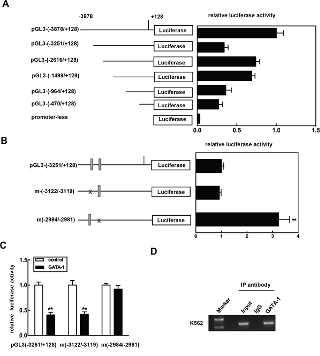 Identification of the functional GATA-1 element in the CKIP-1 promoter.